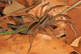 Image of Rabid Wolf Spider