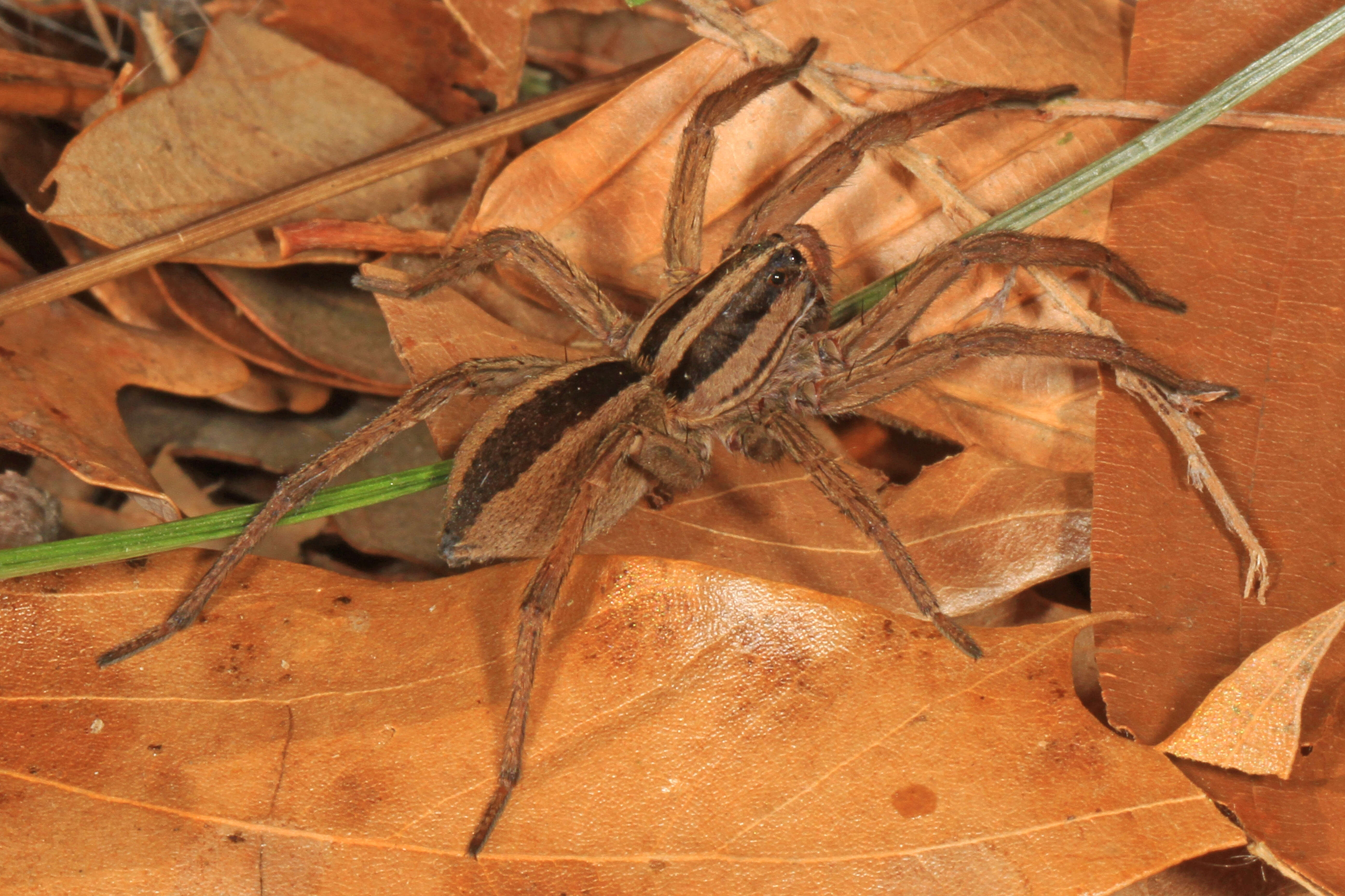 Image of Rabid Wolf Spider