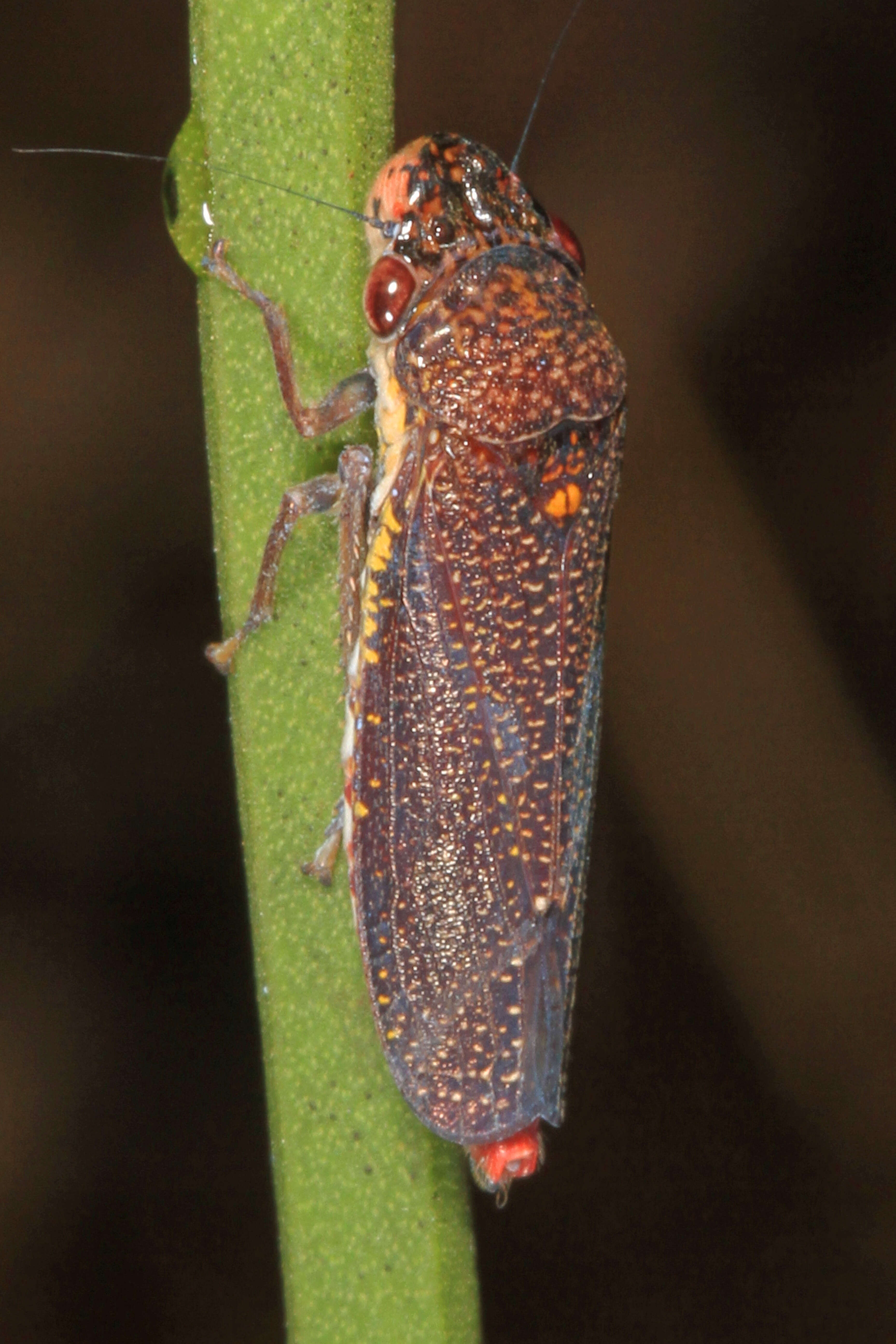 Image de Paraulacizes irrorata (Fabricius 1794)