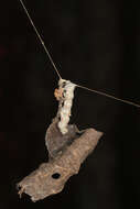 Image of Basilica Orbweaver