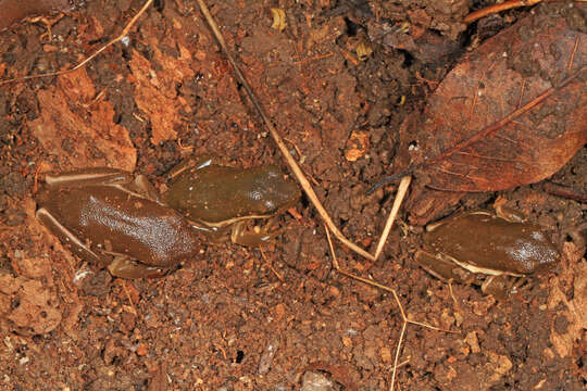 Image of American Green Treefrog