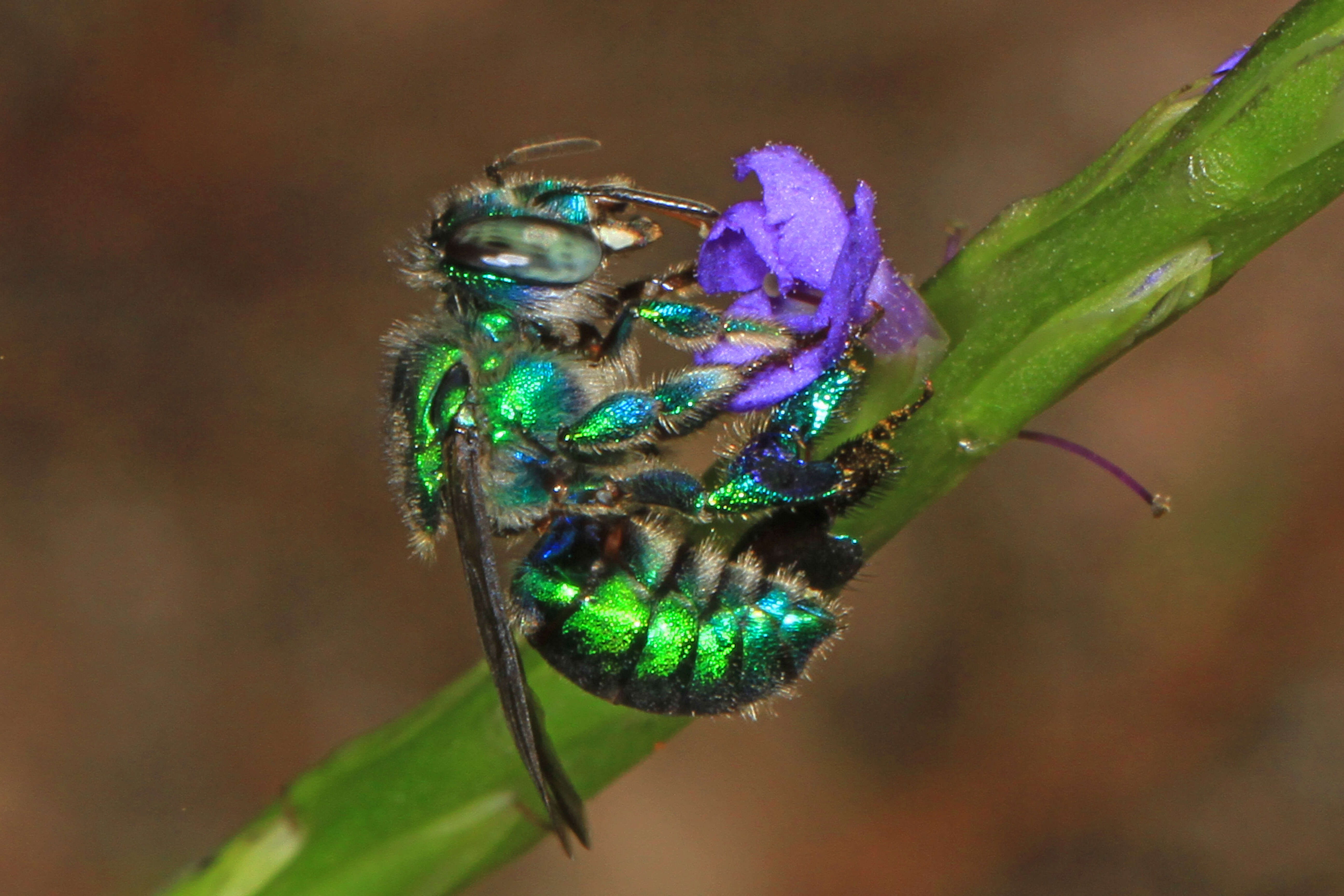 Image of Dilemma Orchid Bee