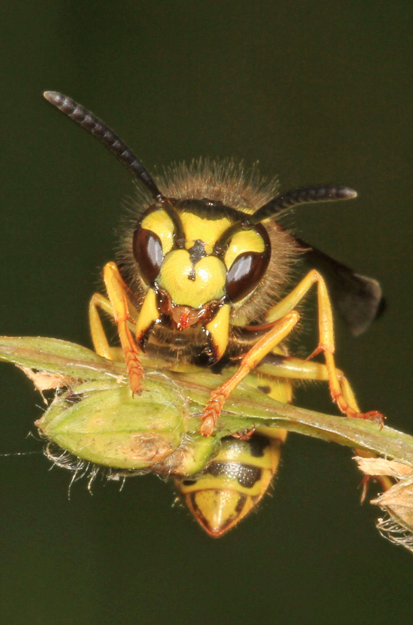 Image of Eastern Yellowjacket