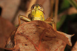 Melanoplus femurrubrum (De Geer 1773)的圖片