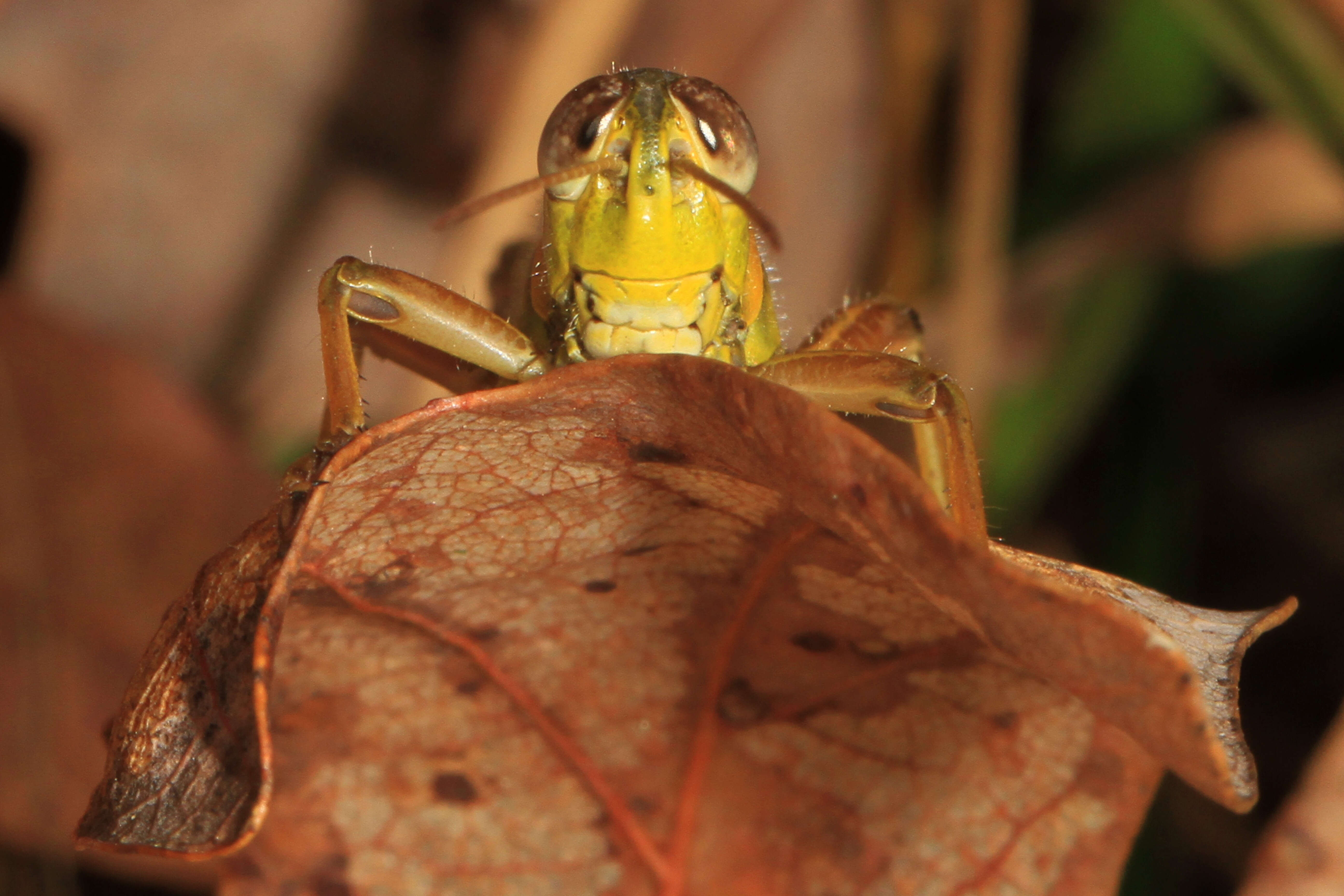 Image of Red-legged Grasshopper