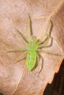 Image of Magnolia Green Jumper