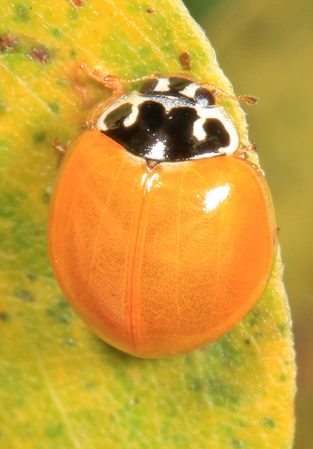 Image of Spotless Lady Beetles