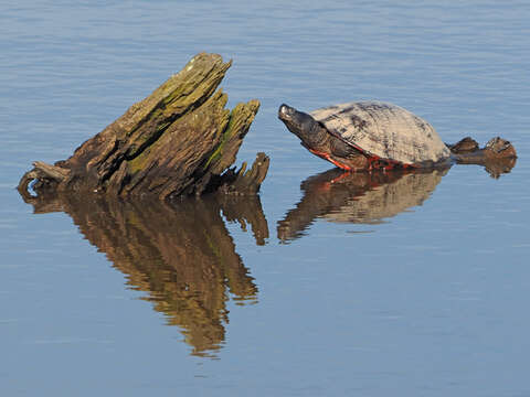 Image of American Red-bellied Turtle