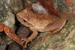 Image of Spring Peeper