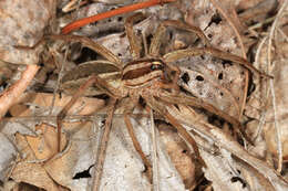 Image of Rabid Wolf Spider