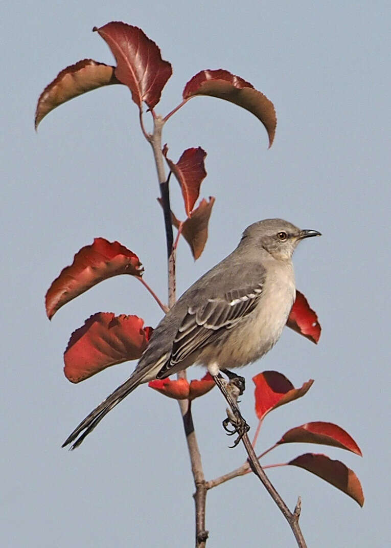 Image of Northern Mockingbird