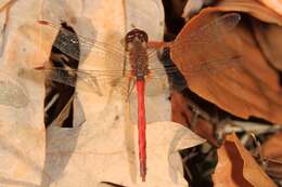 Image of Autumn Meadowhawk