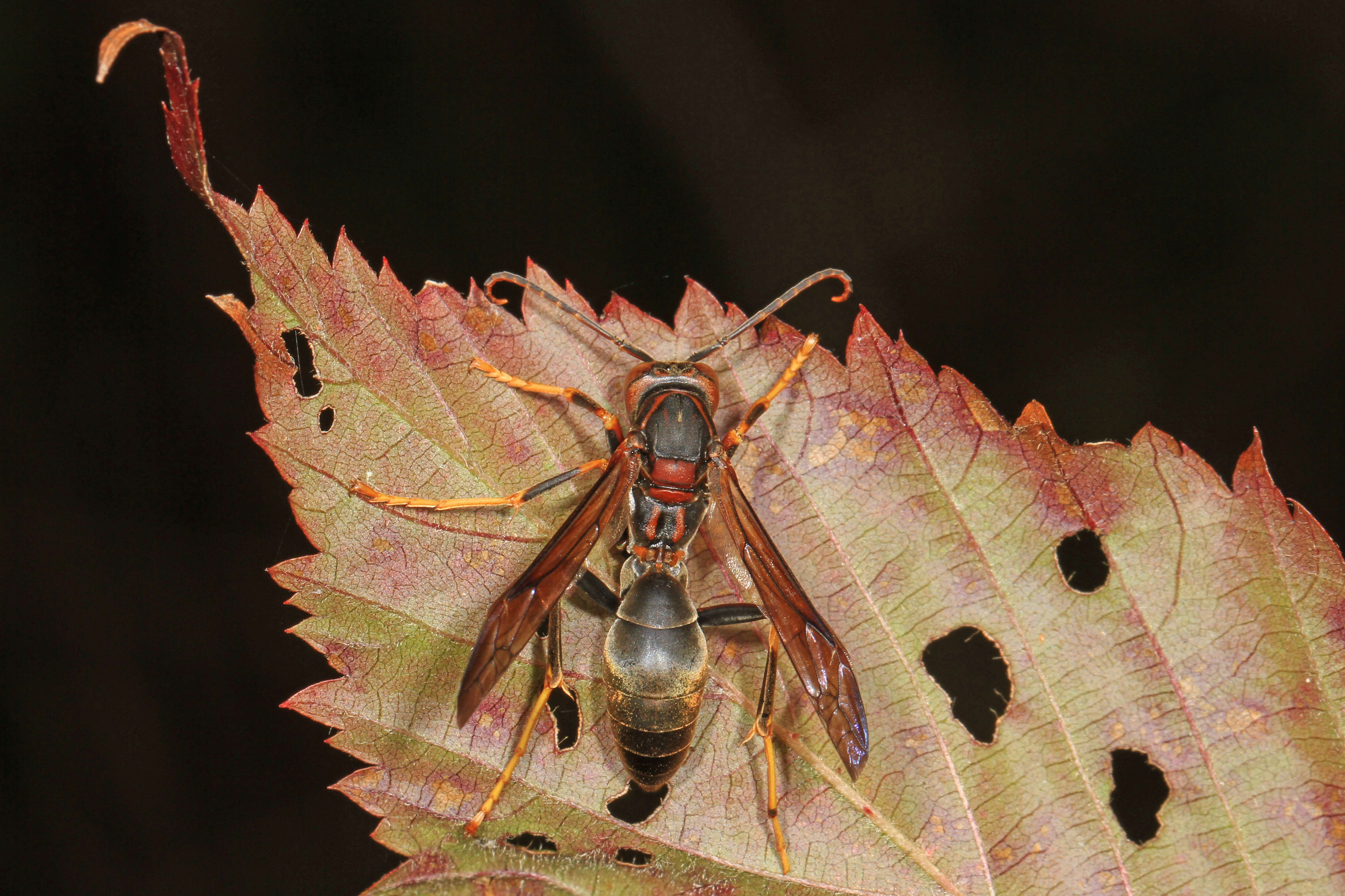 Image of Polistes metricus Say 1831