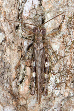 Melanoplus punctulatus (Uhler 1862)的圖片