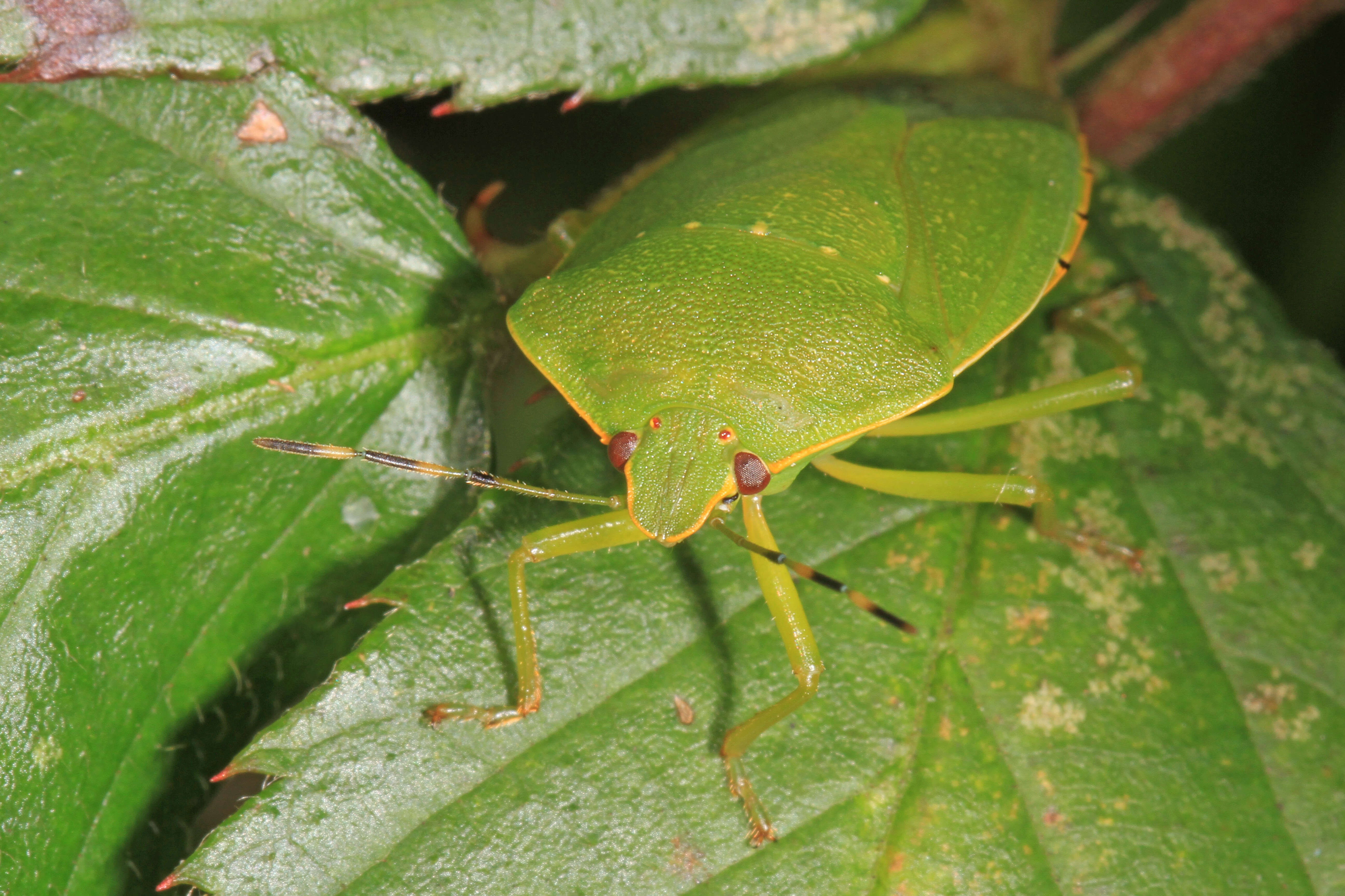 Image of Green stink bug