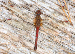 Image of Autumn Meadowhawk