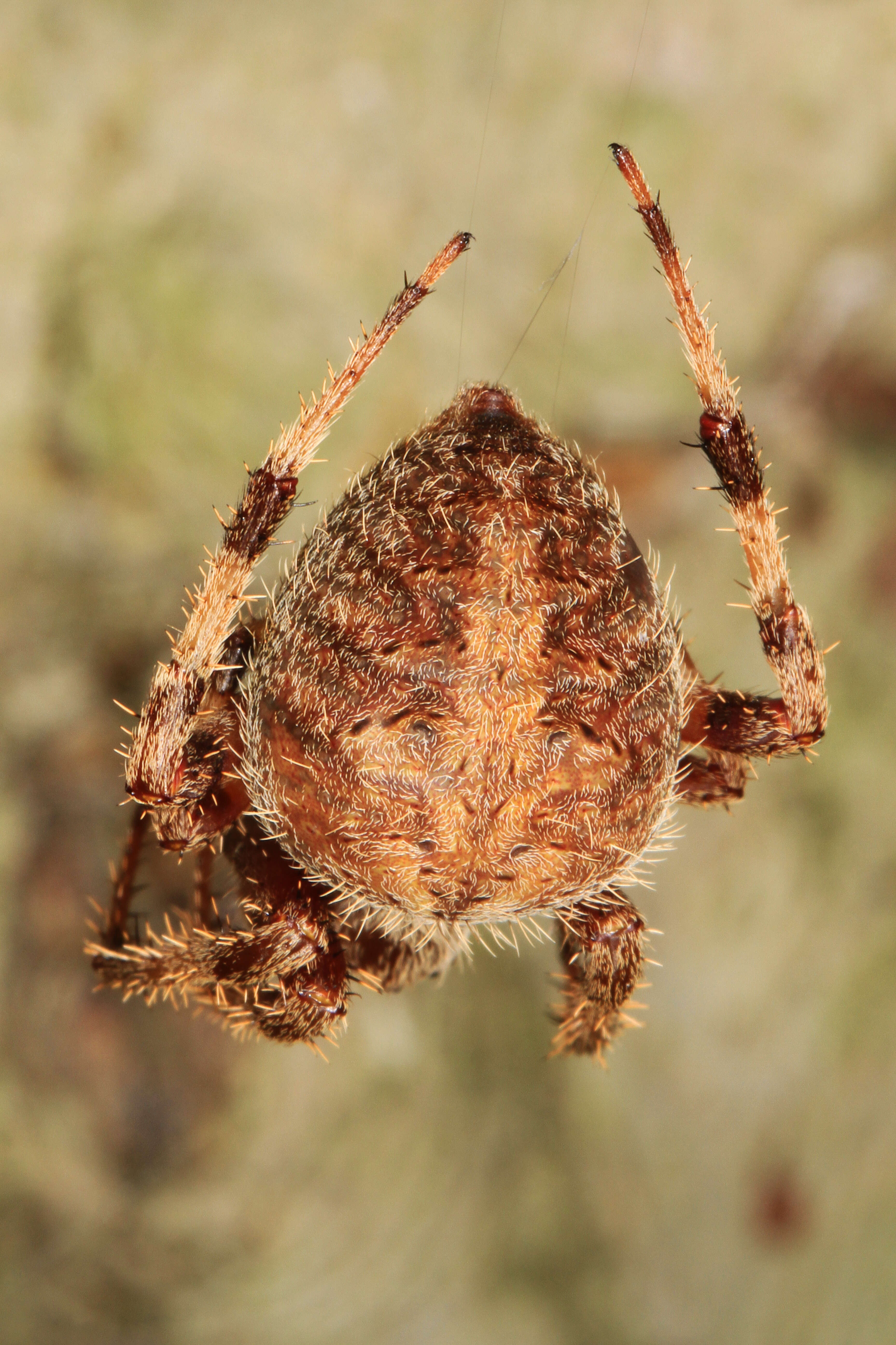 Image of Hentz's Orbweaver