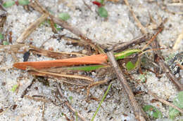 Image of Spotted-winged Grasshopper