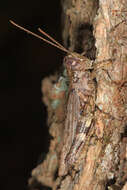 Image of Pine Tree Spur-throat Grasshopper