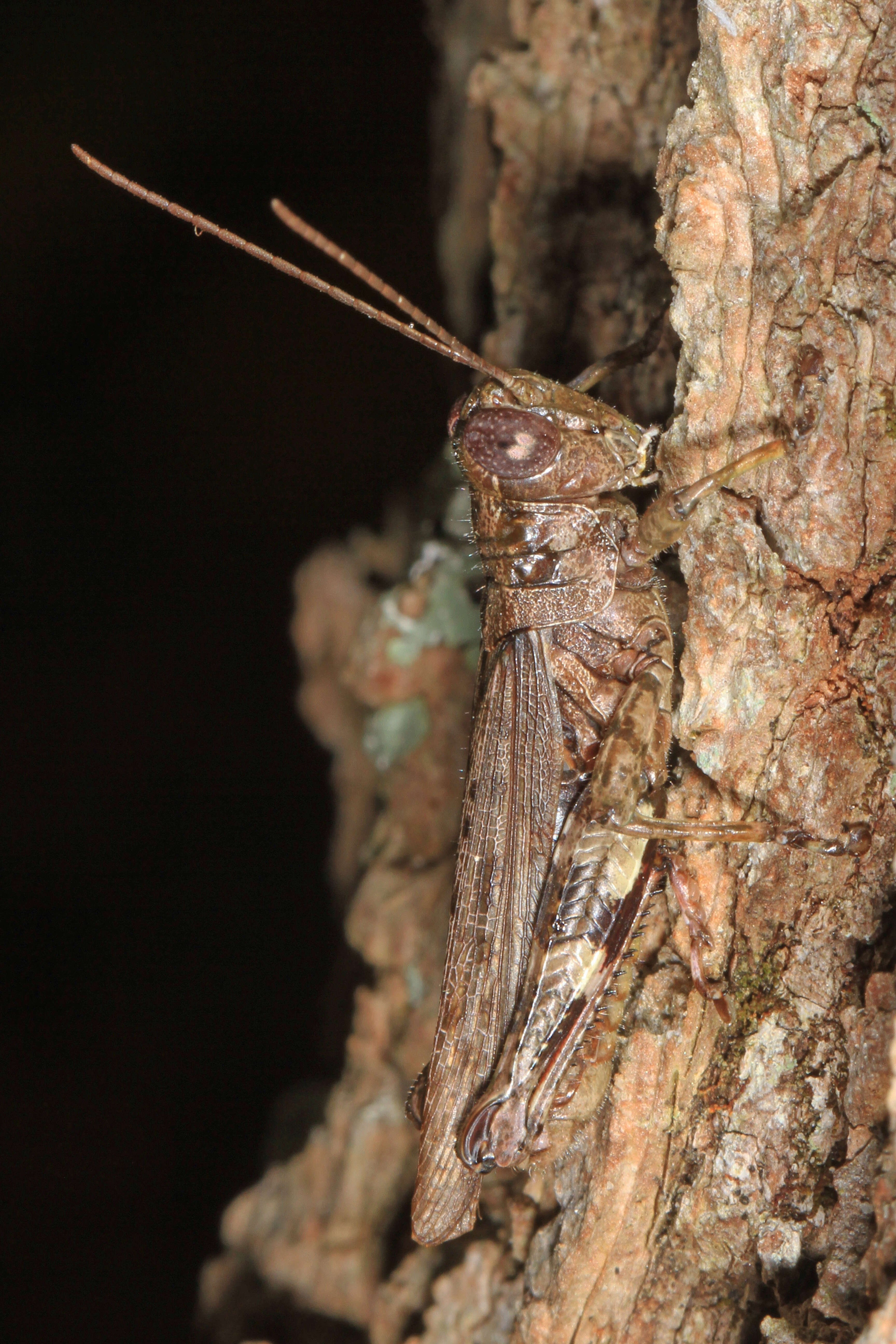 Melanoplus punctulatus (Uhler 1862)的圖片