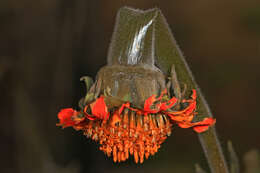 Image de Tournesol mexicain