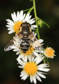 Image of Eristalis dimidiata Wiedemann 1830