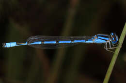 Image of Familiar Bluet