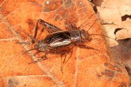 Image of Tinkling Ground Cricket