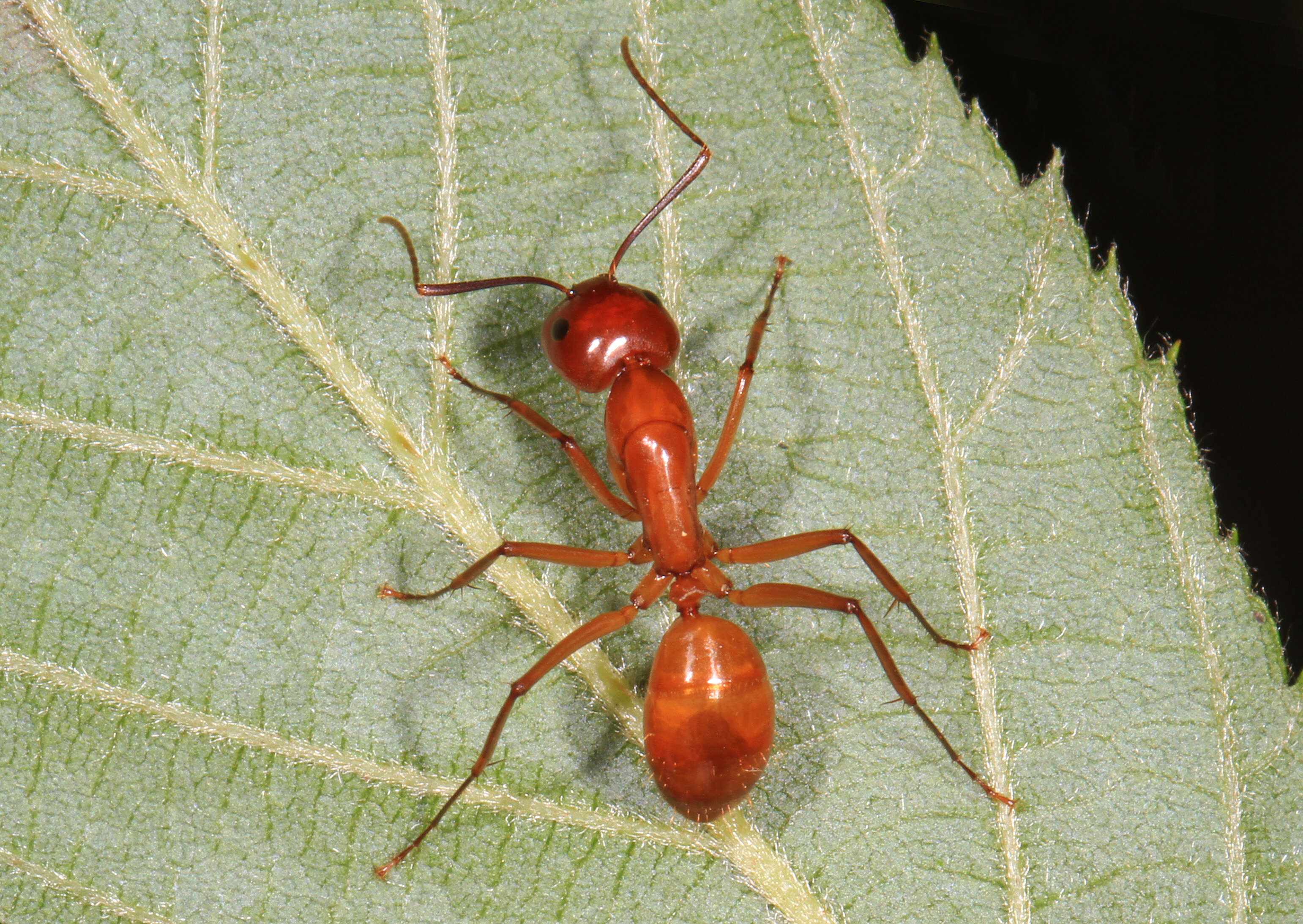 Image of Camponotus castaneus (Latreille 1802)