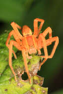 Image of Nursery Web Spider