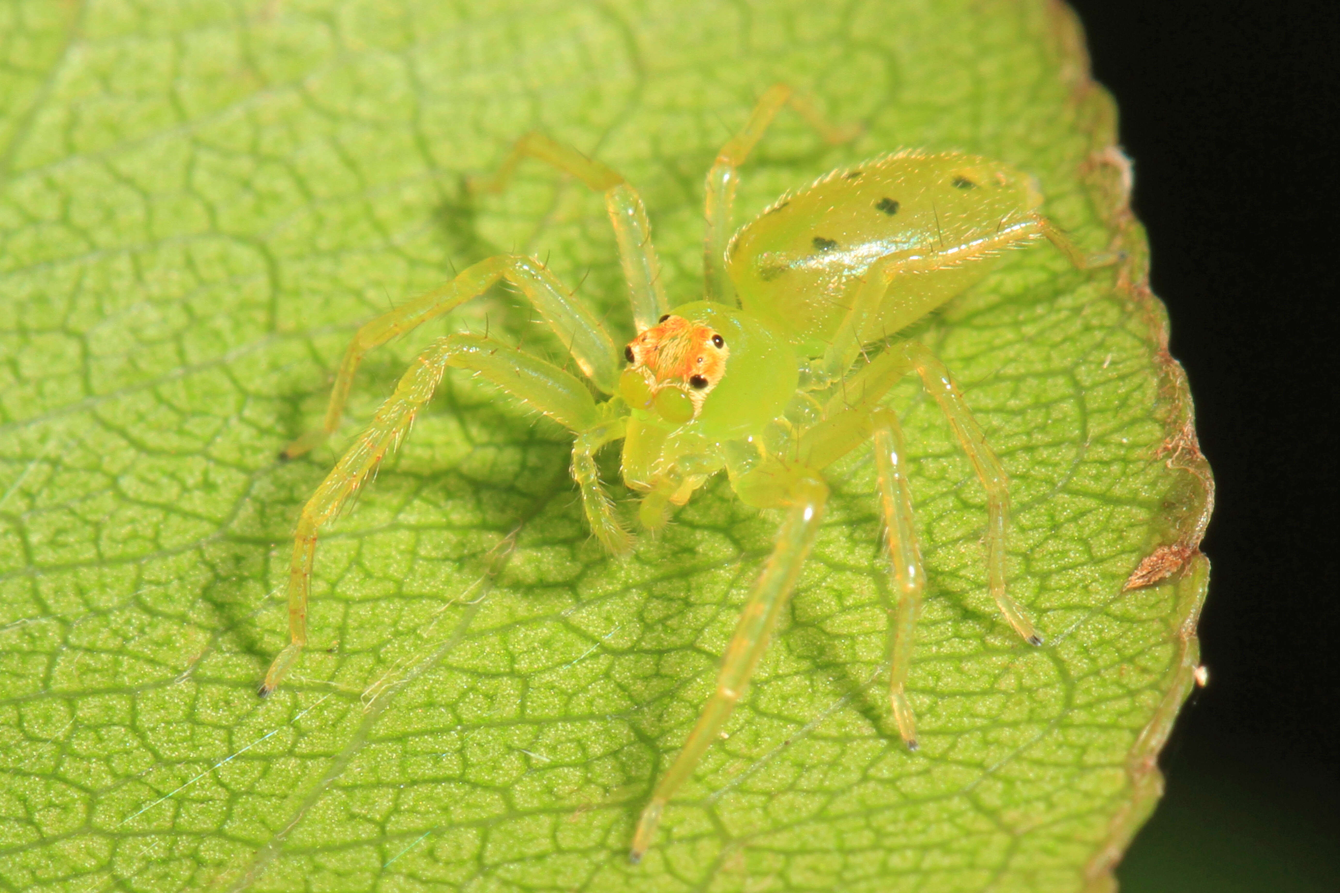 Image of Magnolia Green Jumper