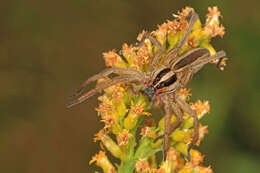 Image of Rabid Wolf Spider