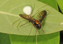 Image of Golden-backed Snipe Fly