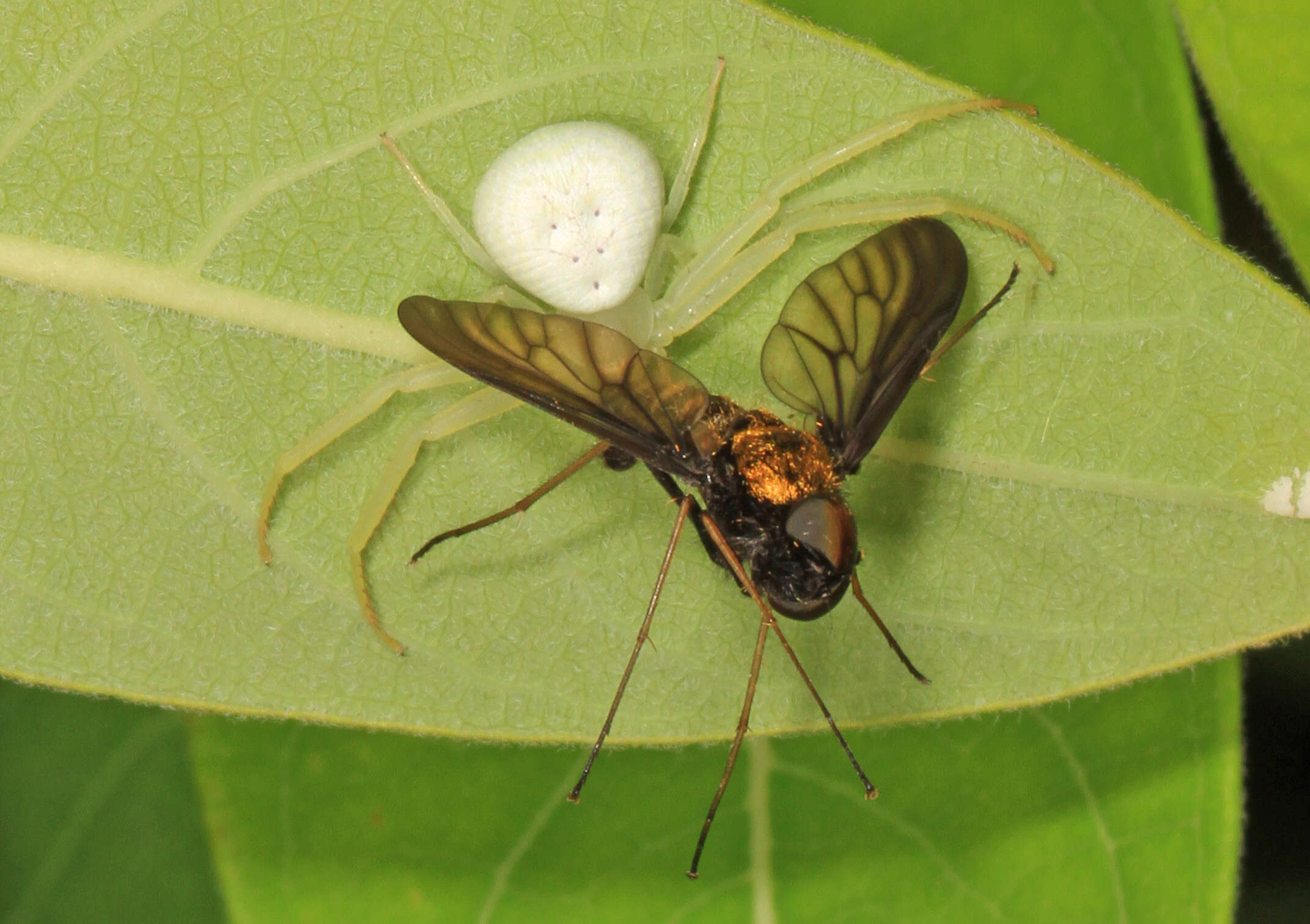 Image of Golden-backed Snipe Fly