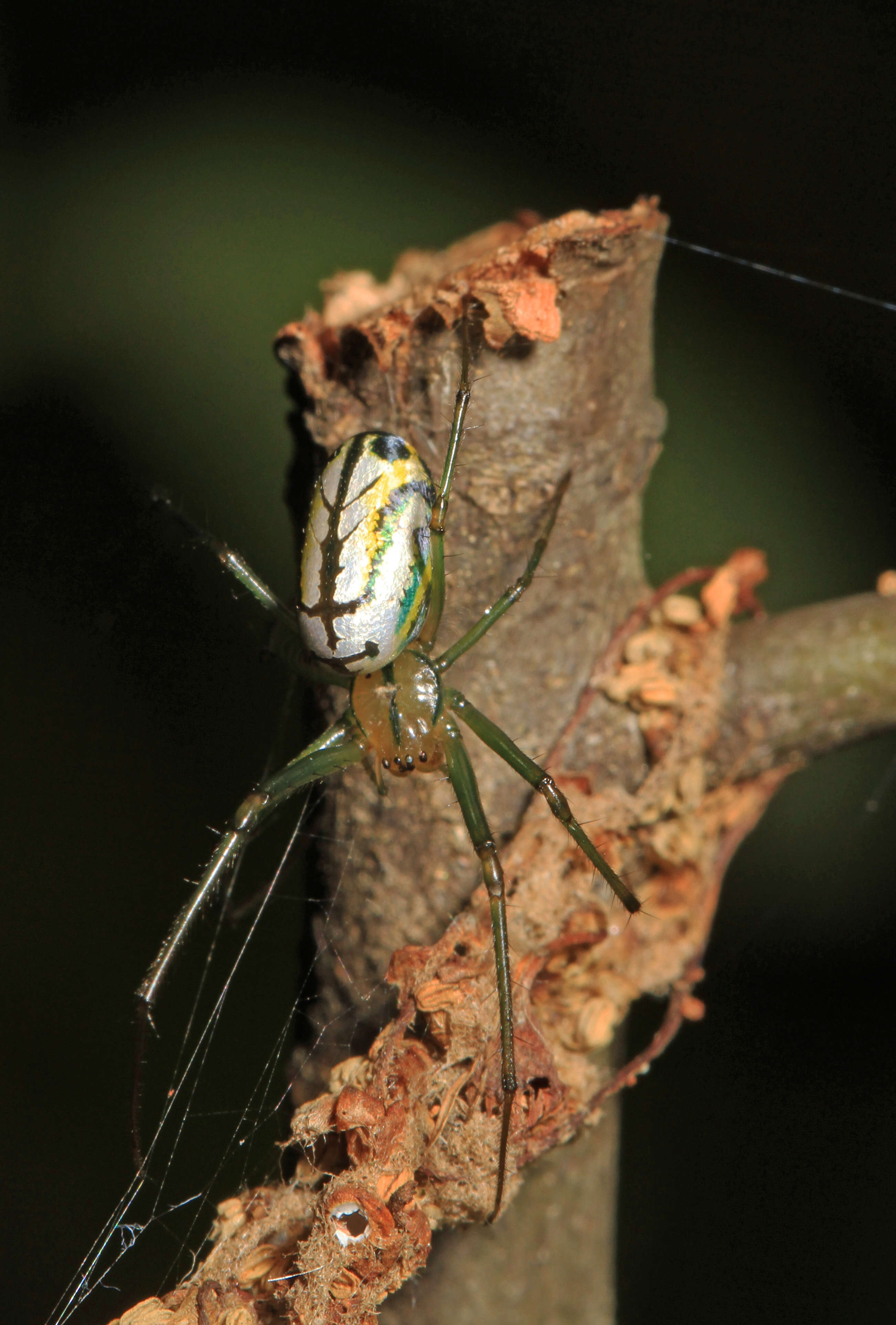 Image of Leucauge venusta (Walckenaer 1841)