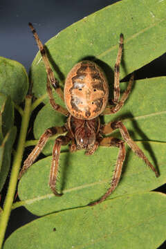 Image of Larinioides cornutus (Clerck 1757)