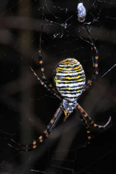 Image of Banded Argiope