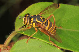 Image of Eastern Hornet Fly