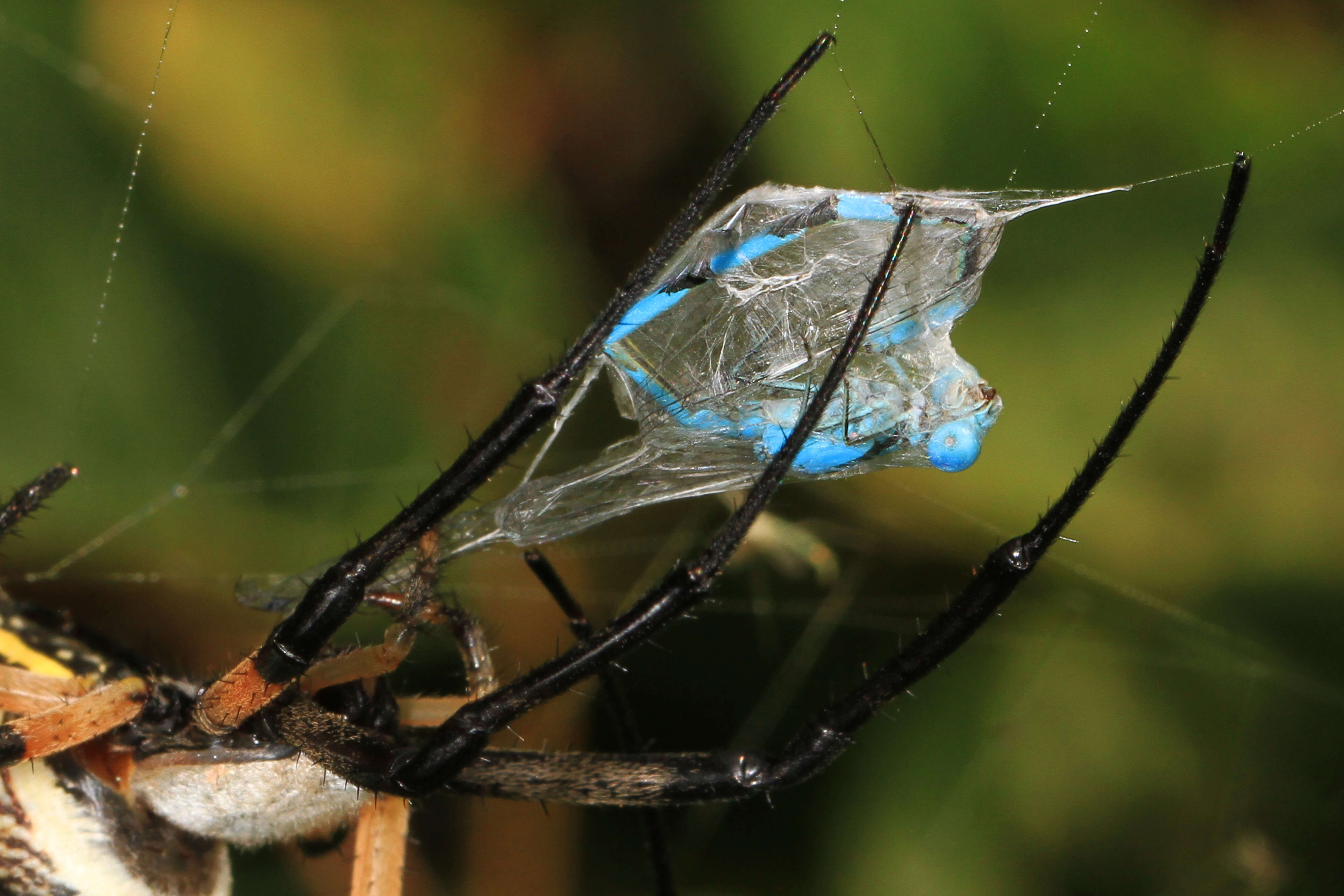 Image of Black-and-Yellow Argiope