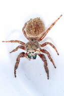 Image of Phidippus princeps (Peckham & Peckham 1883)