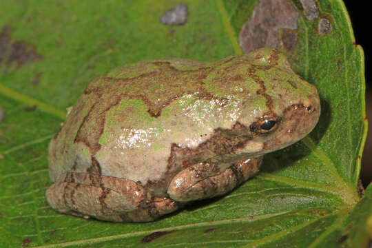 Image of American Green Treefrog