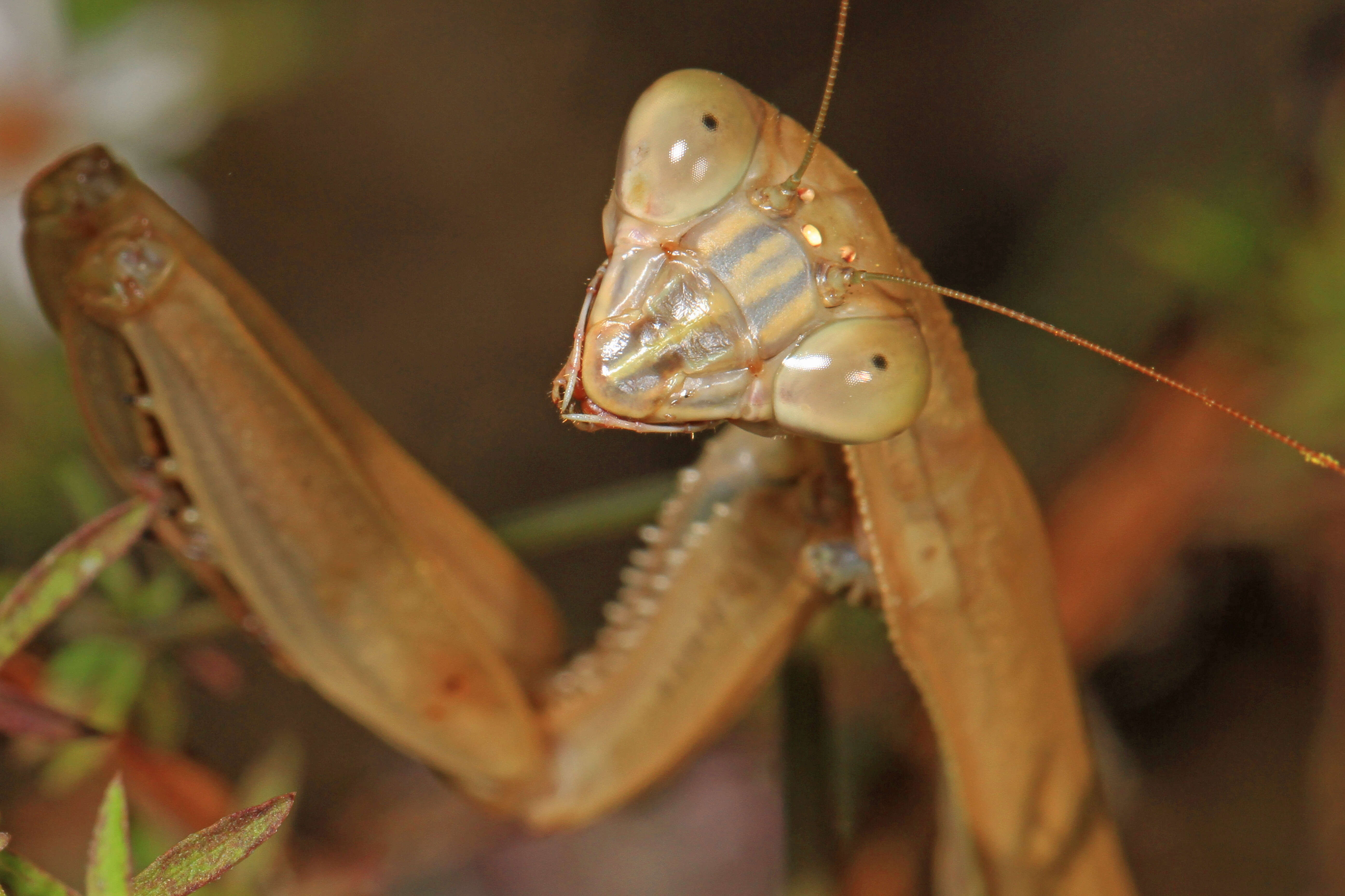 Image of Chinese mantis