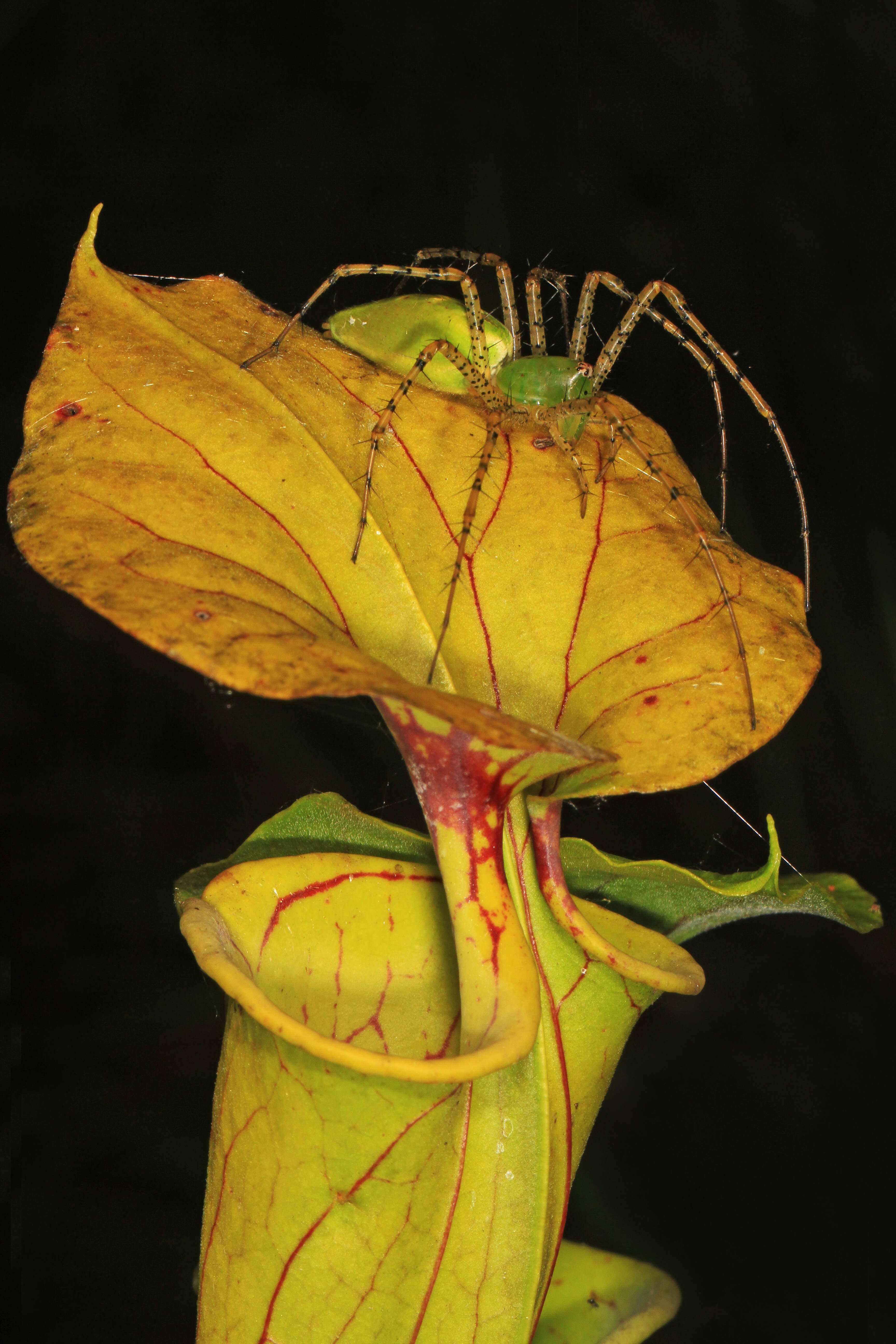 Image of Peucetia