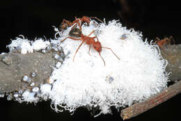 Image of Woolly Alder Aphid