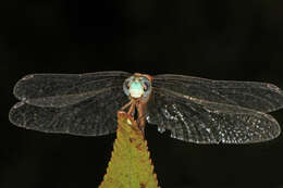 Image of Blue-faced Meadowhawk