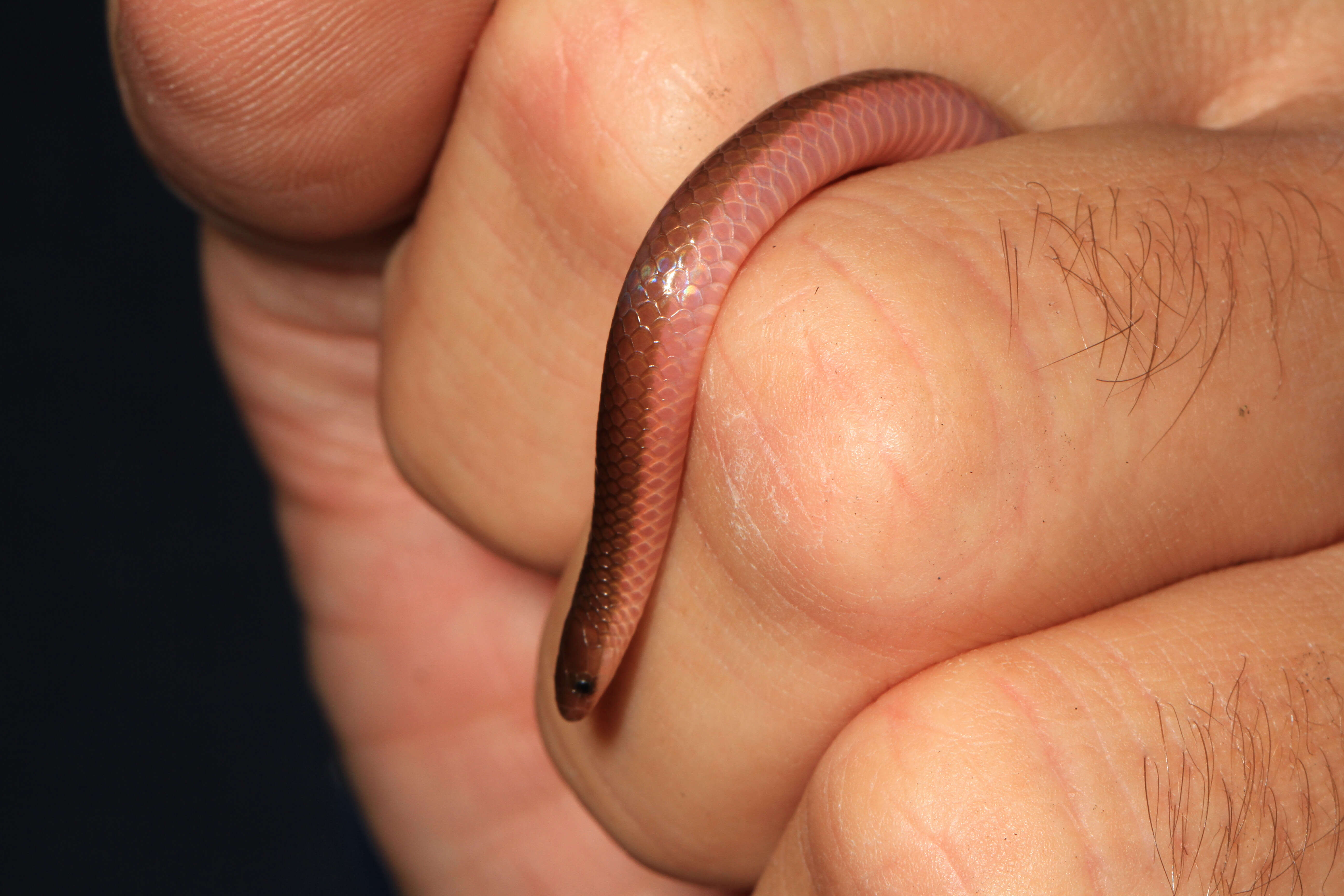 Image of worm snake