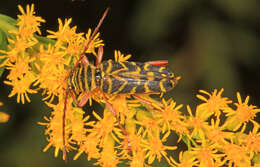 Image of Locust Borer