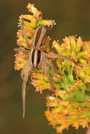 Image of Rabid Wolf Spider