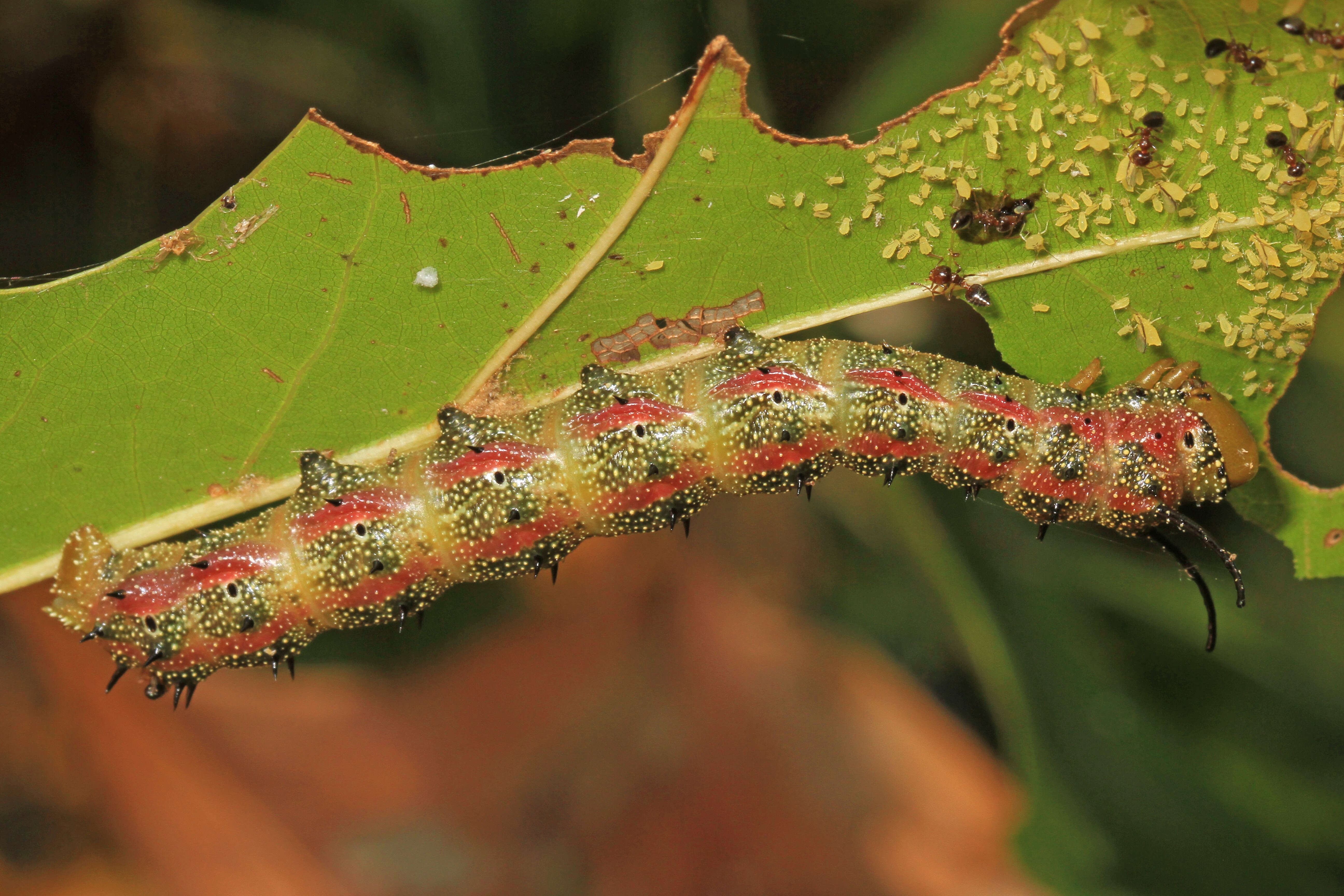 Image of Pink-striped Oakworm