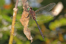 Image of Fine-lined Emerald